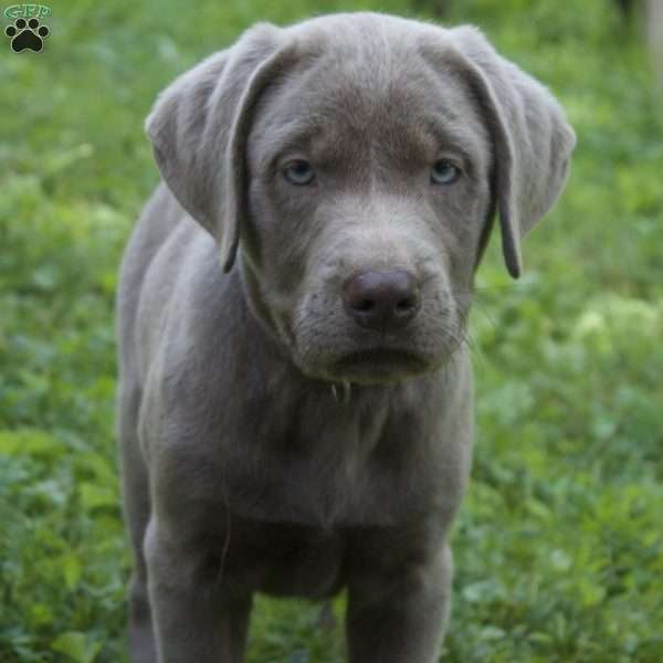 Maggie, Silver Labrador Retriever Puppy