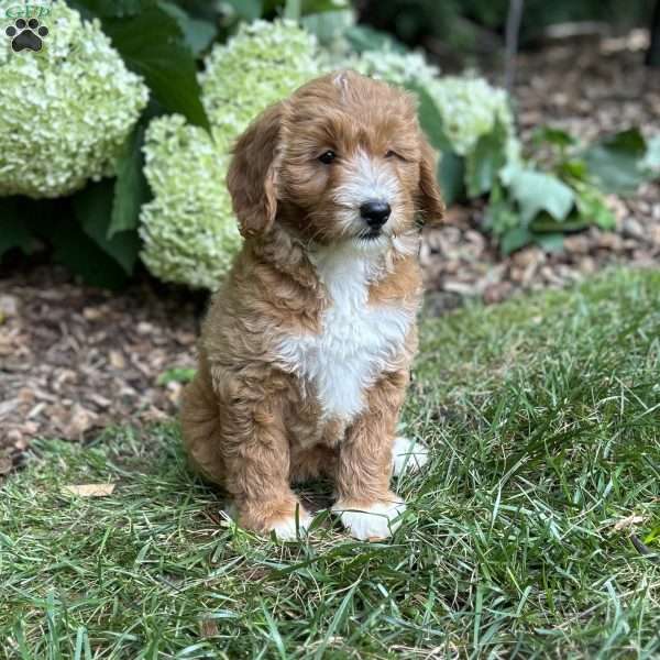 Biscuit, Mini Goldendoodle Puppy