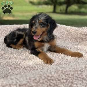 Sophia, Mini Bernedoodle Puppy