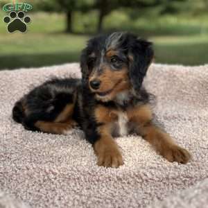 Sophia, Mini Bernedoodle Puppy