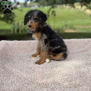 Sophia, Mini Bernedoodle Puppy