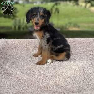 Sophia, Mini Bernedoodle Puppy