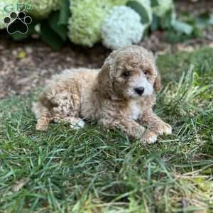 Princess, Mini Goldendoodle Puppy