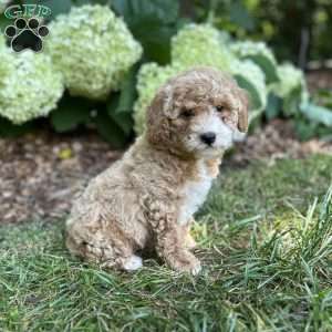 Princess, Mini Goldendoodle Puppy