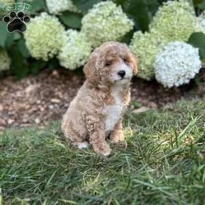 Princess, Mini Goldendoodle Puppy