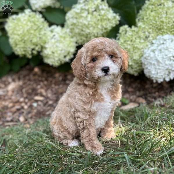 Princess, Mini Goldendoodle Puppy