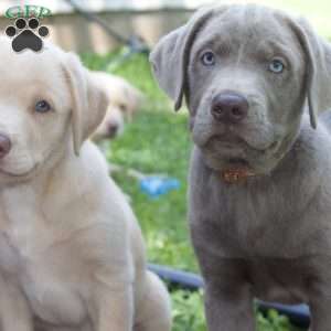 Macy, Silver Labrador Retriever Puppy
