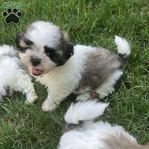 Daisy, Mal-Shi Puppy