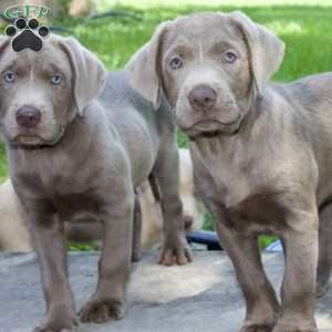 Marley, Silver Labrador Retriever Puppy
