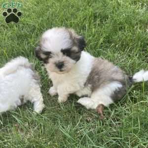 Daisy, Mal-Shi Puppy