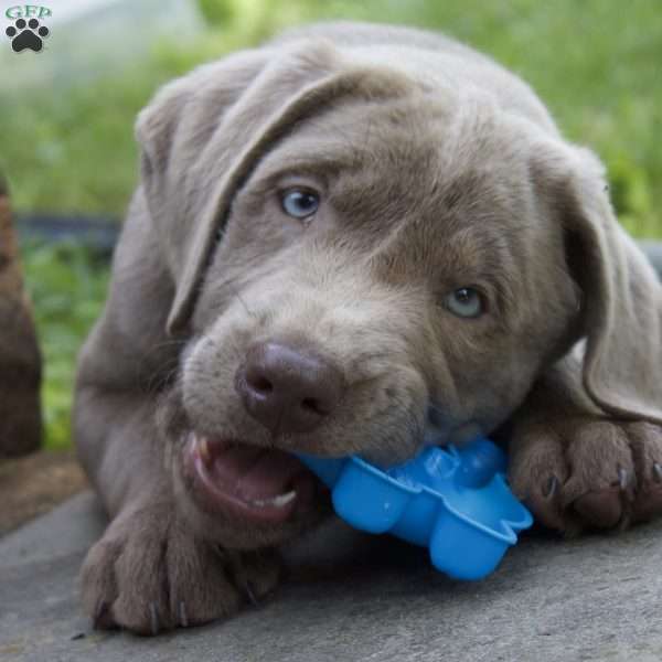 Marley, Silver Labrador Retriever Puppy
