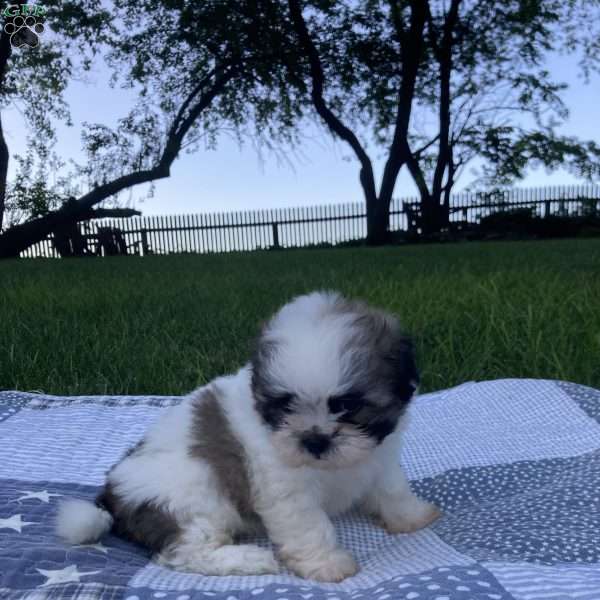 Daisy, Mal-Shi Puppy