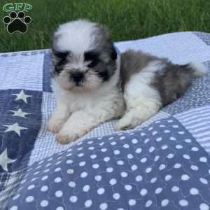 Daisy, Mal-Shi Puppy