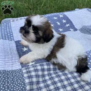 Charlie, Mal-Shi Puppy