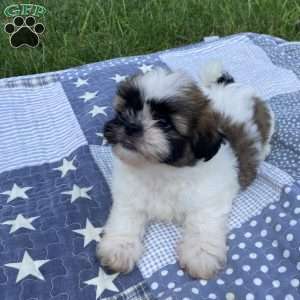Charlie, Mal-Shi Puppy