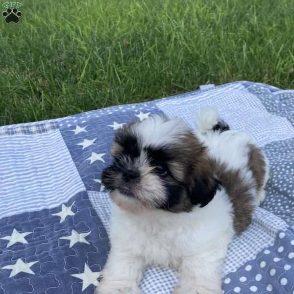 Charlie, Mal-Shi Puppy