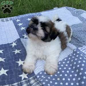 Charlie, Mal-Shi Puppy