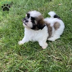 Charlie, Mal-Shi Puppy