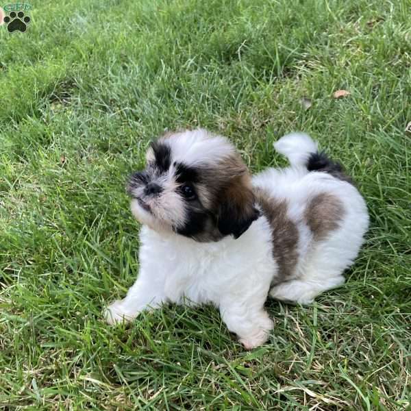 Charlie, Mal-Shi Puppy