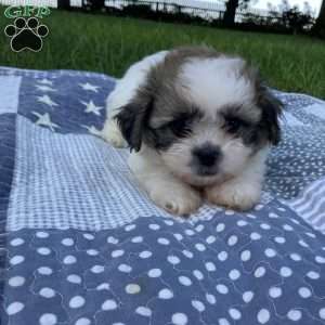 Cooper, Mal-Shi Puppy