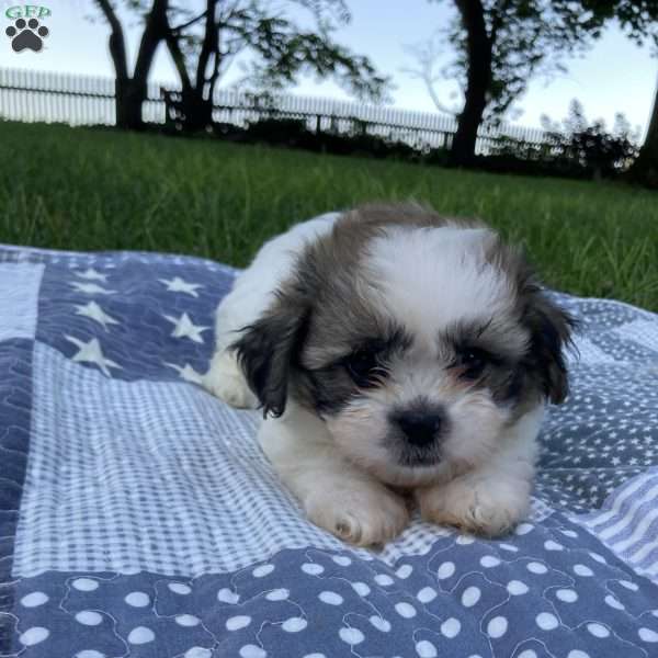 Cooper, Mal-Shi Puppy