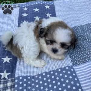 Cooper, Mal-Shi Puppy