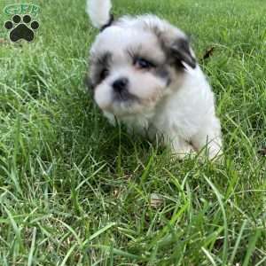 Cooper, Mal-Shi Puppy