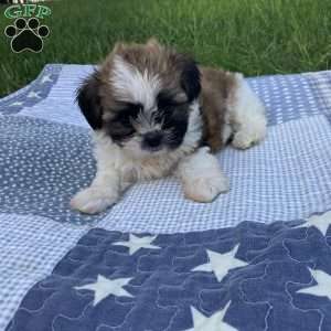 Teddy, Mal-Shi Puppy