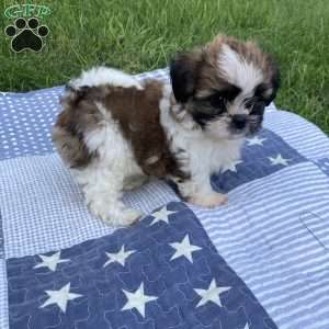 Teddy, Mal-Shi Puppy