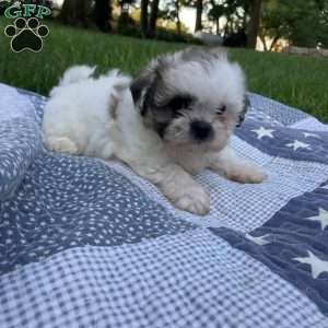 Bella, Mal-Shi Puppy
