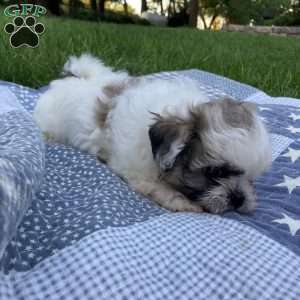 Bella, Mal-Shi Puppy