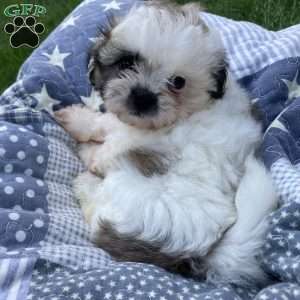 Bella, Mal-Shi Puppy