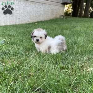 Bella, Mal-Shi Puppy