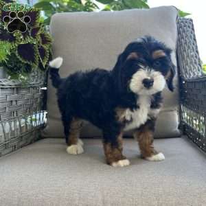 Daisy, Mini Bernedoodle Puppy