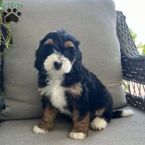 Daisy, Mini Bernedoodle Puppy