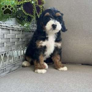 Daisy, Mini Bernedoodle Puppy