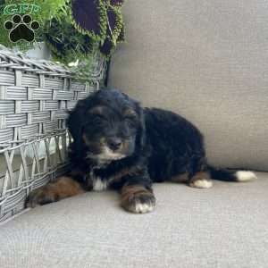 Dahlia, Mini Bernedoodle Puppy