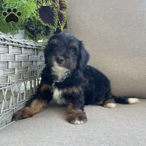 Dahlia, Mini Bernedoodle Puppy