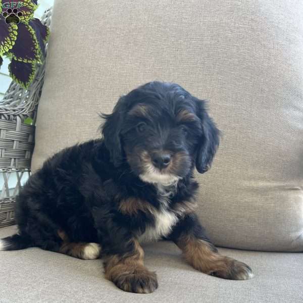 Dahlia, Mini Bernedoodle Puppy