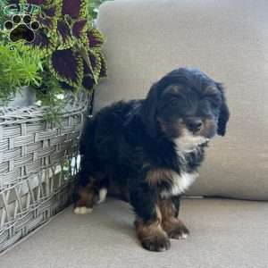 Dahlia, Mini Bernedoodle Puppy
