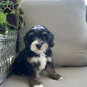 Darcy, Mini Bernedoodle Puppy