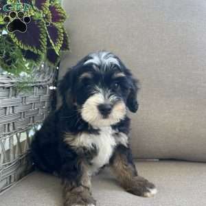 Darcy, Mini Bernedoodle Puppy