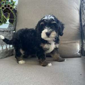 Darcy, Mini Bernedoodle Puppy