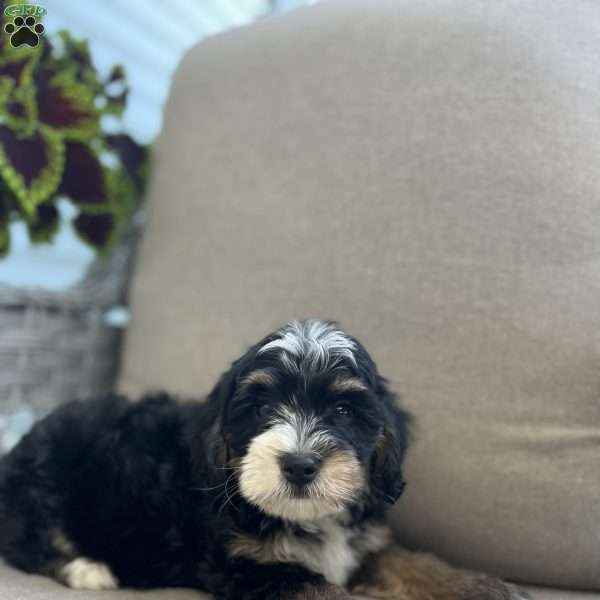 Darcy, Mini Bernedoodle Puppy