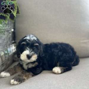 Darcy, Mini Bernedoodle Puppy