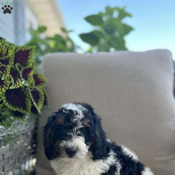 Dixie, Mini Bernedoodle Puppy