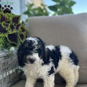 Dixie, Mini Bernedoodle Puppy