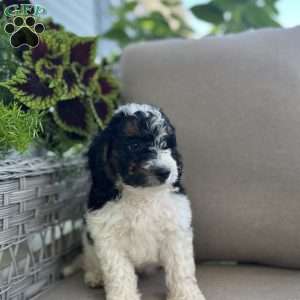 Dixie, Mini Bernedoodle Puppy