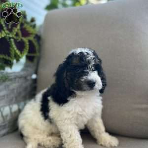 Dixie, Mini Bernedoodle Puppy
