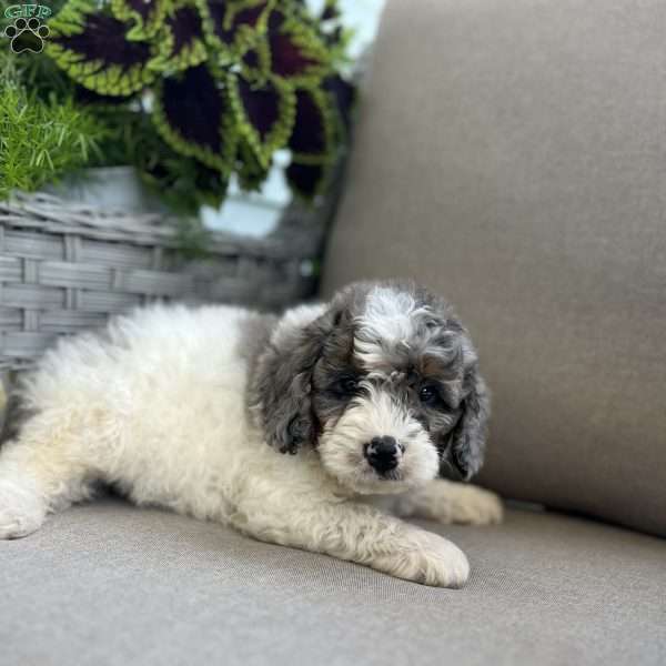 Dustin, Mini Bernedoodle Puppy